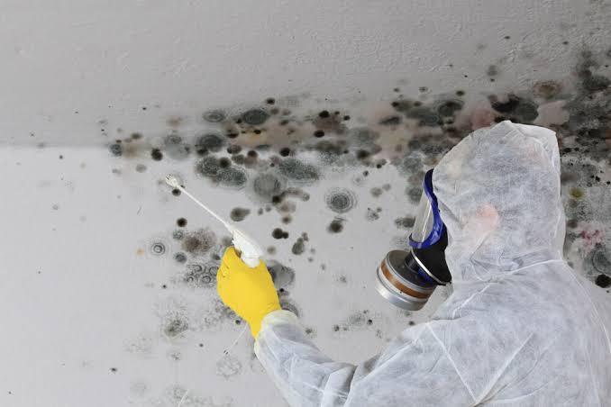 Mold Remediation Cary NC