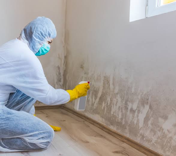 Mold Remediation Cary NC